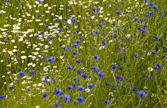   rural field in which blossom cornflowers and daisies.