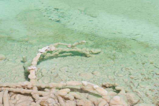 A tree branch lying covered with salt in the shallow waters of the Dead Sea, Israel.