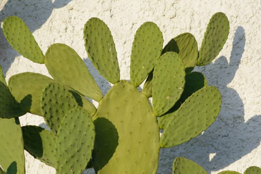 plant prickly pears