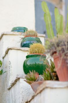 ceramic pots with plants