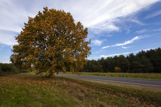   the small asphalted road to an autumn season