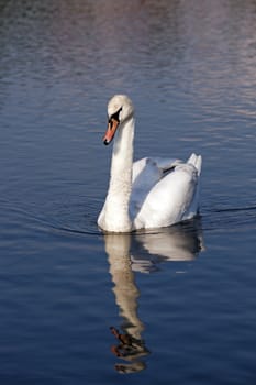 the white swan floating on the lake. close up