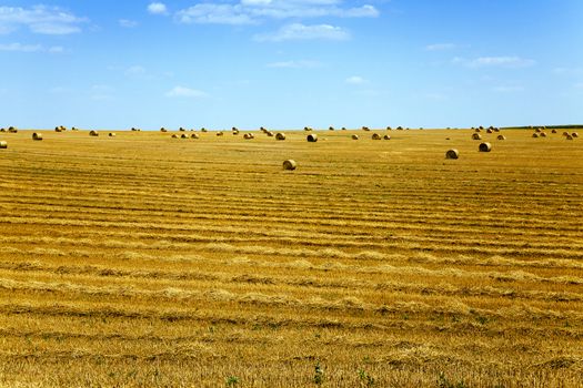   an agricultural field on which lie a straw stack after wheat harvesting