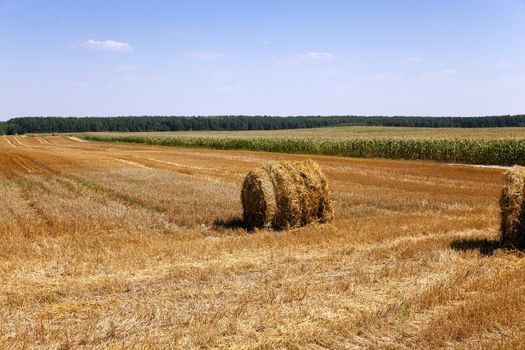   an agricultural field on which lie a straw stack after wheat harvesting