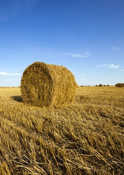  an agricultural field on which grow up also the harvest  wheat