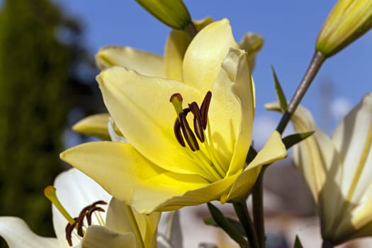 stem flower yellow lilies. Close up. spring