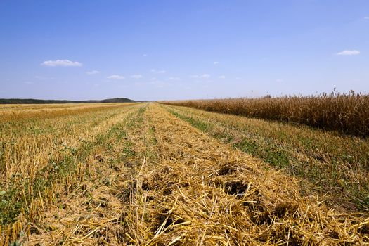  an agricultural field on which carry out wheat cleaning