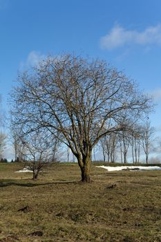   the trees photographed in a spring season. beginning of spring
