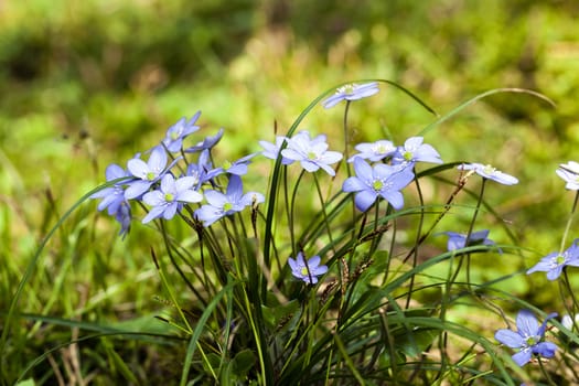   one of the first spring flowers photographed by a close up