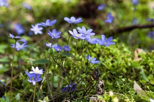  one of the first spring flowers photographed by a close up