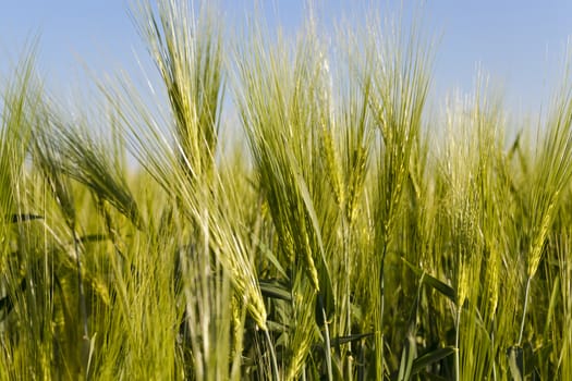  - the ear of an unripe cereal photographed by a close up