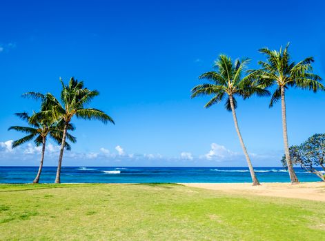 Cococnut Palm trees on the sandy Poipu beach in Hawaii, Kauai