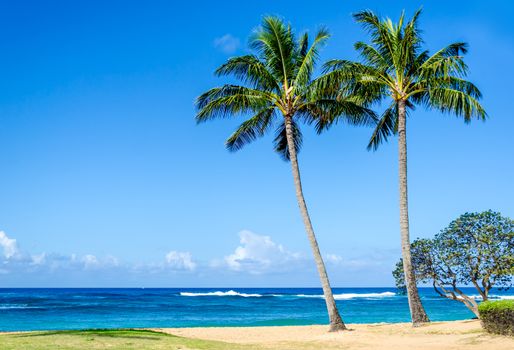 Cococnut Palm trees on the sandy Poipu beach in Hawaii, Kauai