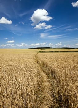  the small trodden footpath in an agricultural field