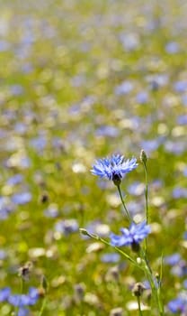 a field on which blue cornflowers grow. summertime of year