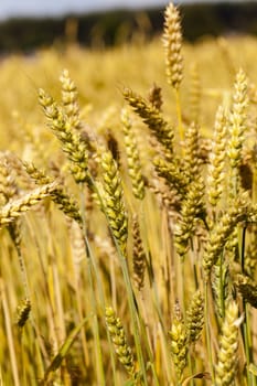   the ripened ears of cereals photographed by a close up