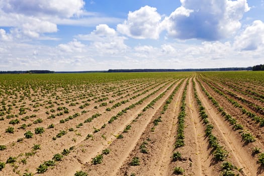  plowed agricultural field, which grows potatoes. Blue sky.