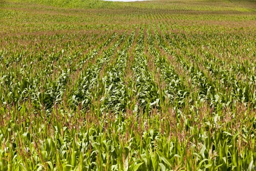   an agricultural field on which grow up corn