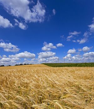  an agricultural field on which grow up wheat