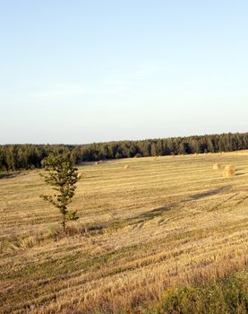   the photographed straw stack during the harvest company of cereals