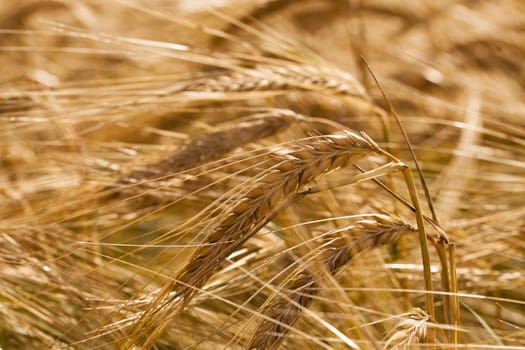   the ripened ears of cereals photographed by a close up