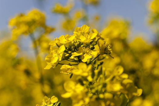   the blossoming colza photographed by a close up