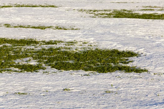   the first sprouts of winter wheat which appeared when thawing snow