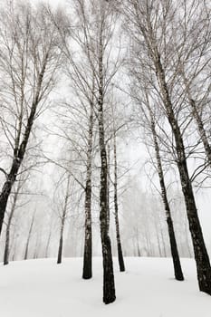  the trees photographed in a winter season.