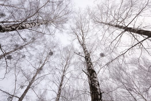   the trees photographed in a winter season.