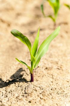   the sprout of young green corn photographed by a close up