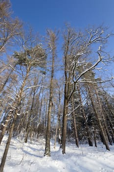   the trees photographed in a winter season.