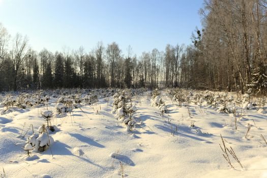   the fir-trees photographed in a winter season