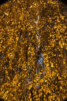   the orange trees photographed in autumn time