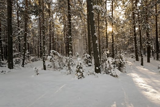  the trees photographed in a winter season.