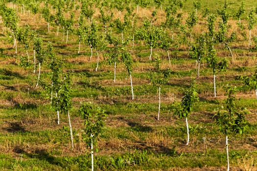   the young fruit-trees photographed in a spring season in an orchard