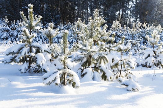  the fir-trees photographed in a winter season