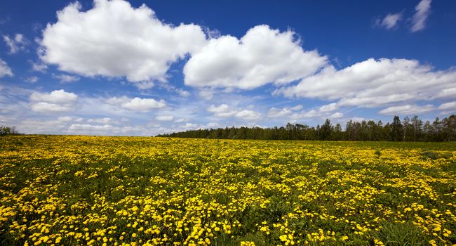  a field on which yellow dandelions grow. spring