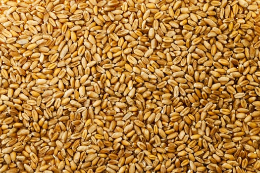   wheat grains photographed by a close up