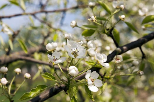  the flowers of fruit-trees photographed by a close up. spring season