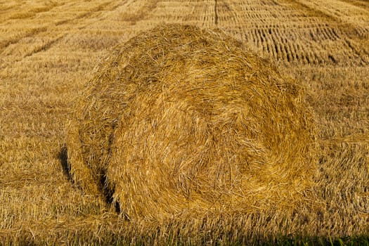  the straw put in a stack after wheat harvesting