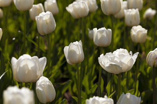   flower bed on which grow white tulips. Close-up.