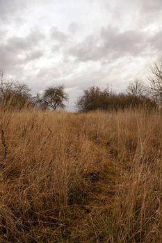  the dried grass in an autumn season. cloudy weather