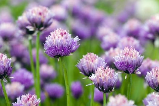   the flower of garlic photographed by a close up