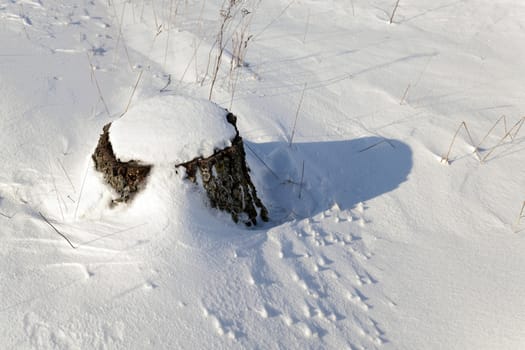   photographed closeup stump in the winter time. covered in snow