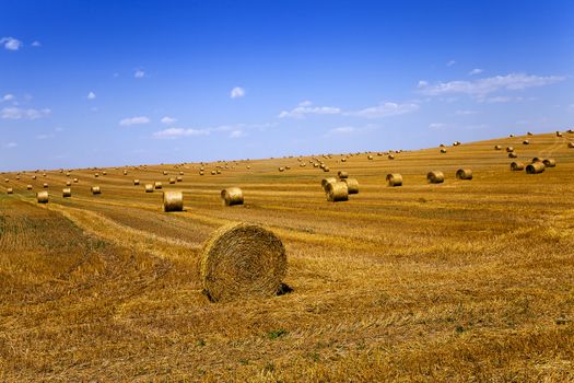  an agricultural field on which lie a straw stack after wheat harvesting