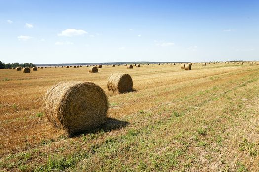  an agricultural field on which lie a straw stack after wheat harvesting