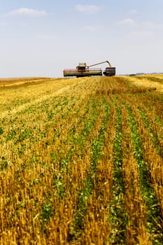  an agricultural field on which carry out wheat cleaning