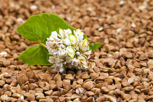  the buckwheat flower photographed by a close up lying on buckwheat grains