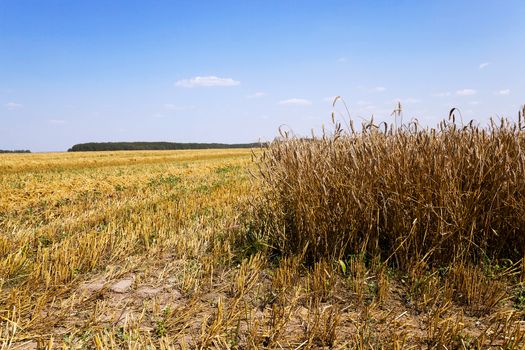  an agricultural field on which carry out wheat cleaning