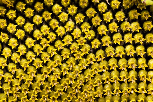   the flower of the ripening sunflower photographed by a close up. small depth of sharpness